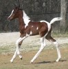 Horse For Sale: Custom Taylored CTA- Photo 1