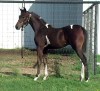 Horse For Sale: Royal Crusader CTA- Photo 1