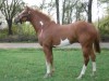 Horse For Sale: Awesome Winearee- Photo 1