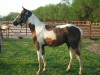 Horse for sale: Frost N Heaven