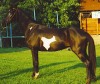 Horse For Sale: Ebonys Emphasis- Photo 1