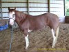 Horse SOLD: Laced up and Serious- Photo 1