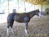 Horse for sale: Sheza Simple Model