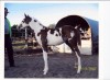 Horse SOLD: BJS FLASHY AAKI- Photo 1