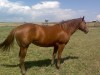 Horse for sale: CHEX DREAM GIRL