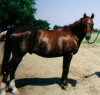 Horse SOLD: Desert As-Kal- Photo 1