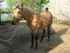Horse for sale: BLUES BUCKEY