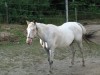 Horse For Sale: Maizy- Photo 1