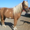 Horse SOLD: BAMBI- Photo 1