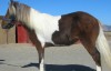 Horse SOLD: PATCHES- Photo 1