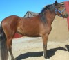 Horse SOLD: SUMMER- Photo 1