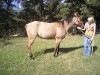 Horse for sale: Sugar