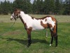 Horse For Stud: The Montana Phantom- Photo 1