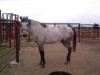 Horse for sale: Blue