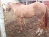 Horse for sale: MCCD Sonitas Bounce