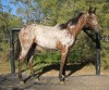 Horse For Sale:  Bright Clouded Rumor- Photo 1