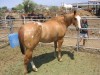 Horse SOLD: Classic Cowgirl SOLD!- Photo 1