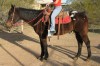 Horse SOLD: High Noon MMR SOLD!!!- Photo 1