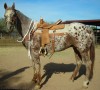 Horse SOLD: Skipper Jax SBE SOLD!- Photo 1