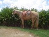 Horse for sale: SHEZA FOXY MISS