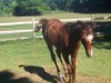 Horse For Sale: Wolfe Tone- Photo 1