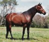 Horse For Sale: LR Shoshone Bey- Photo 1