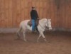 Horse for sale: BAR S HELENA 