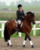 Horse For Stud: H-Aragorn- Photo 1