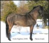 Horse For Sale: Irish Fighter- Photo 1
