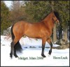 Horse For Sale: Midget- Photo 1
