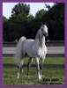 Horse For Sale: arabian- Photo 1