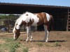 Horse for sale: HH CHEETAS EASTER BOY