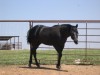 Horse for sale: HH TWO TIMIN PEANUT