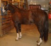 Horse SOLD: Sharp Blk/Wht Overo APHA Mare....Quiet Broke- Photo 1