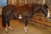 Sharp Blk/Wht Overo APHA Mare....Quiet Broke- Photo 2