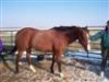 Horse for sale: April